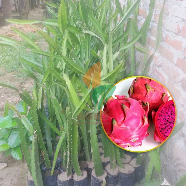 Jual Bibit Buah Naga Merah Asal Stek Shopee Indonesia