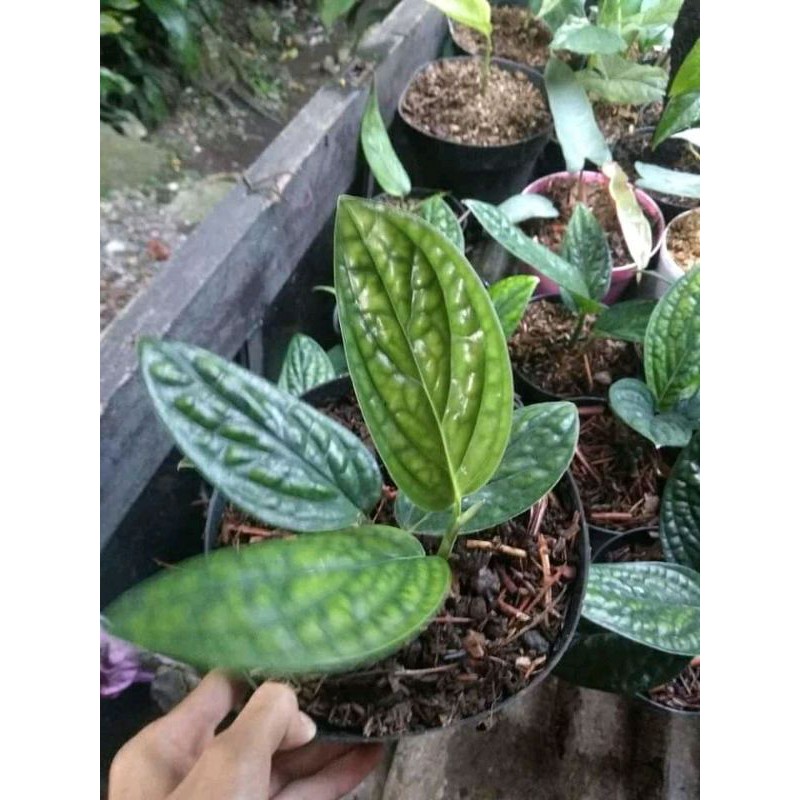 Jual Monstera Karstenianum Peru Sirih Badak Tanaman Hias Shopee