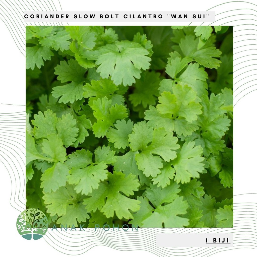 Jual Benih Bibit Biji Coriander Slow Bolt Cilantro Wan Sui Seeds