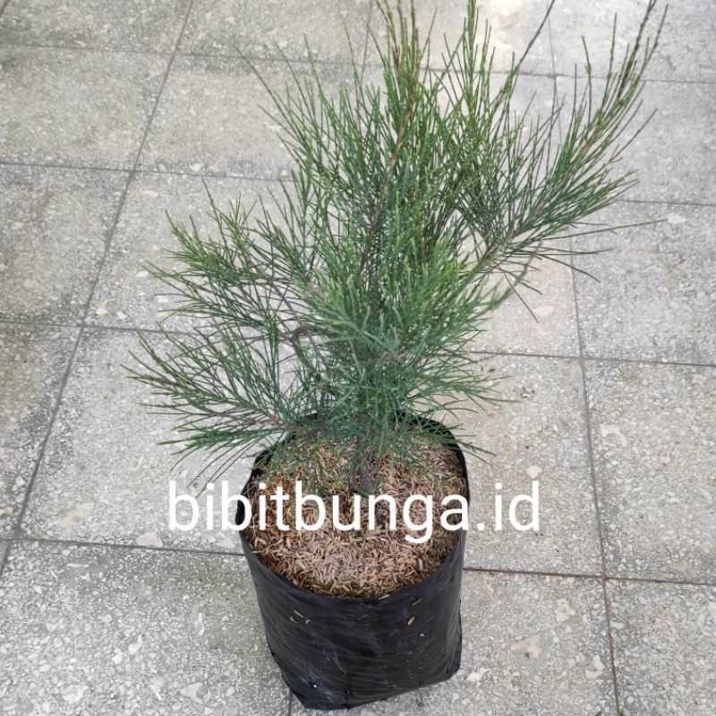 Jual Cemara Udang Casuarina Equisetifolia Bahan Bonsai Bibit Tanaman