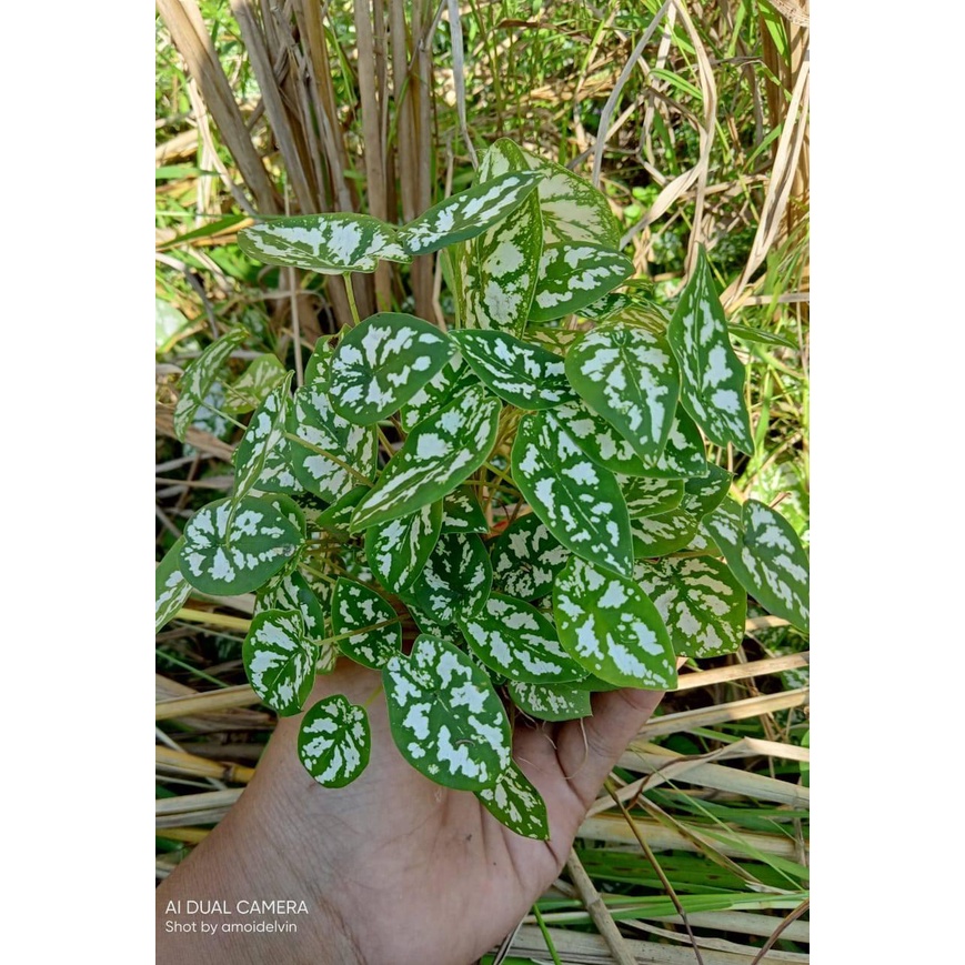 Jual Caladium Liliput Keladi Liliput Cantik Dan Unik Murah Meriah