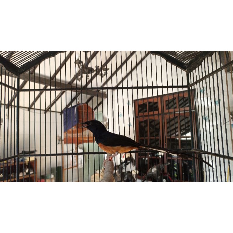 Jual Burung Murai Batu Ekor Panjang Pastol Shopee Indonesia