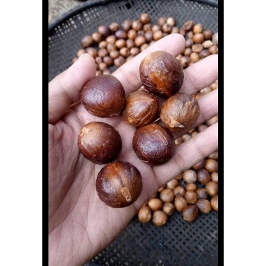 Jual Buah Pala Kering 50g Bumbu Dapur Shopee Indonesia