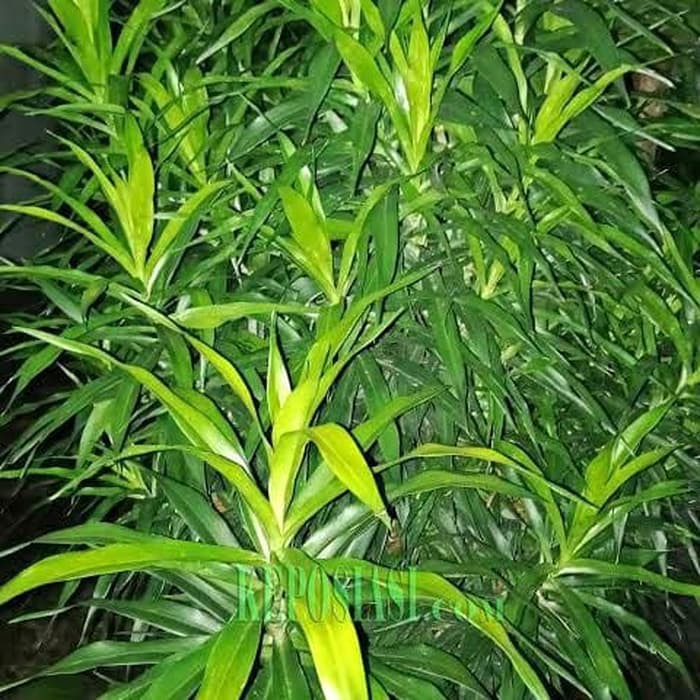 Jual Daun Suji Pandan Betawi Pewarna Hijau Alami Shopee Indonesia