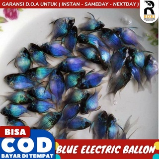 Jual Mikrogeophagus Ramirezi Blue Electric Ballon Slayer Shopee Indonesia