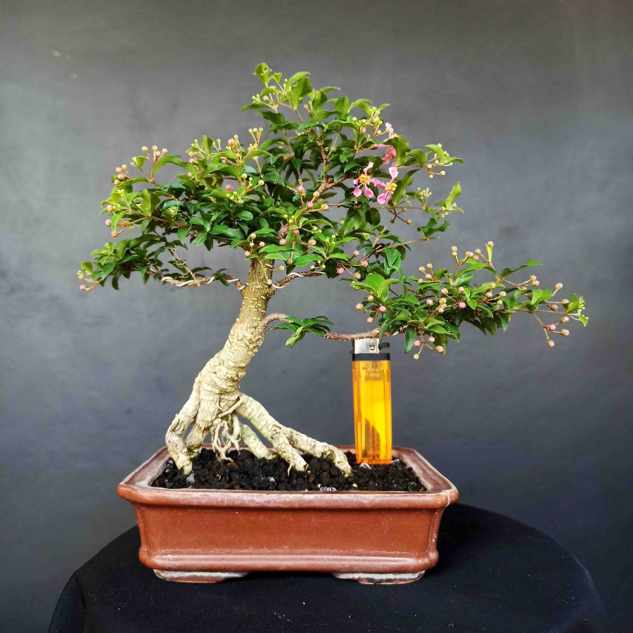 Jual Bonsai Tanaman Hias Pohon Sakura Japan Berbunga Mikro Mini Mame