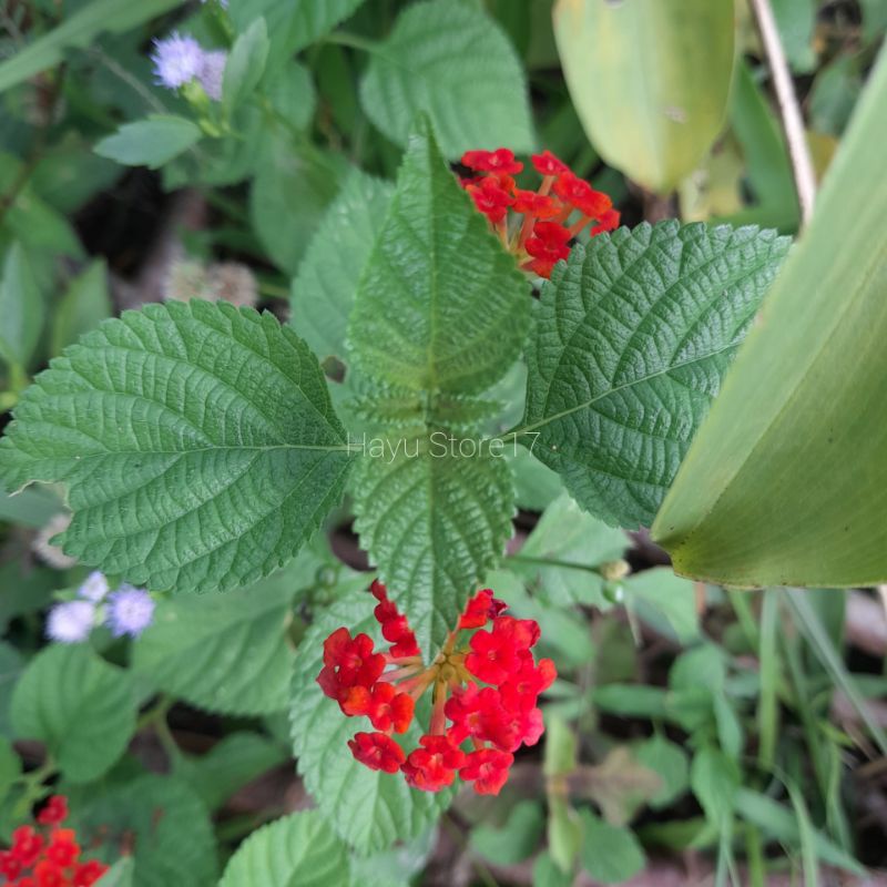 Jual Tembelekan Lantana Camara Daun Segar Bunga Herbal Yang