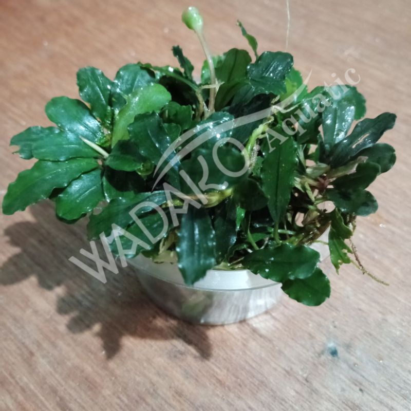 Jual Bucephalandra Medium Batangan Per Cup Tanaman Aquascape Dan