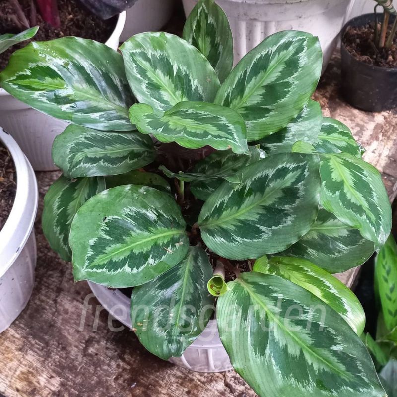 Jual Calathea Medalion Calathea Chimboracensis Shopee Indonesia