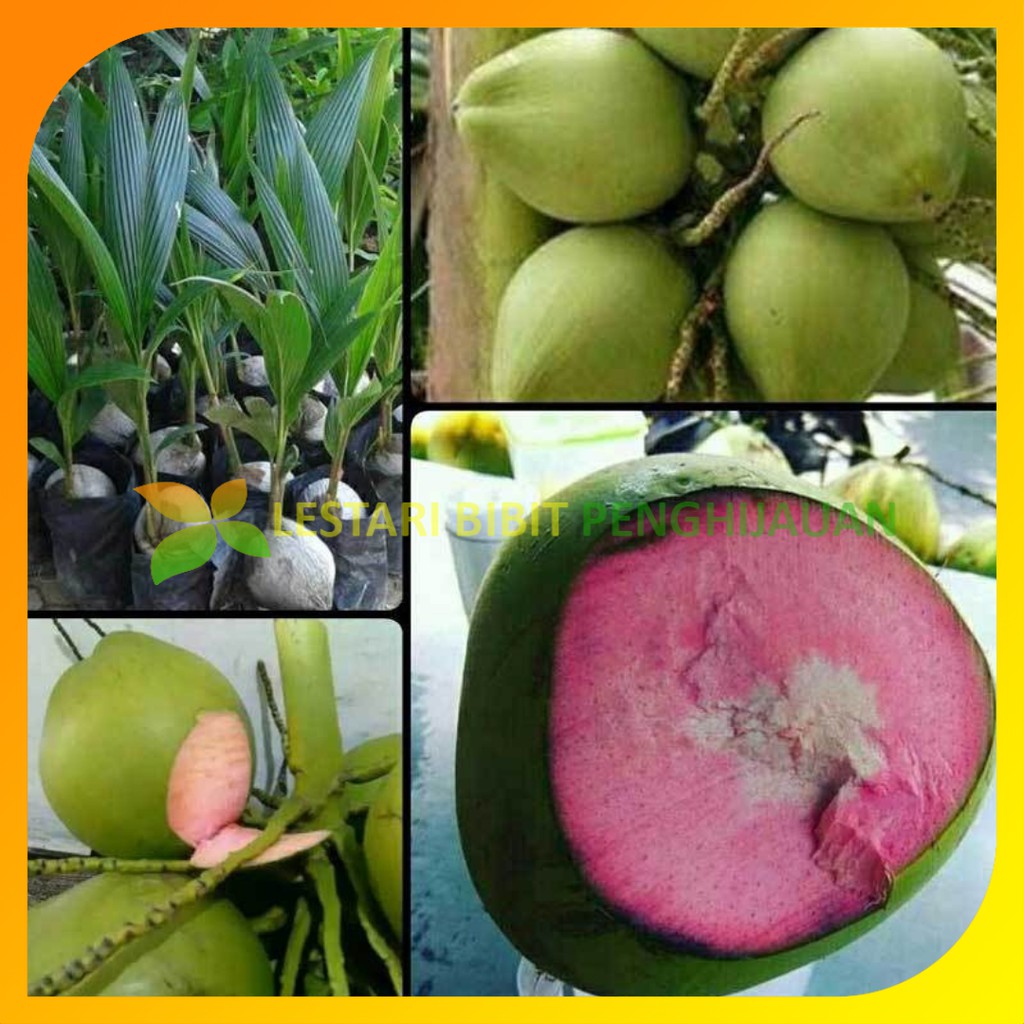 Jual Bibit Kelapa Wulung Kelapa Hijau Wulung Kelapa Ijo Asli