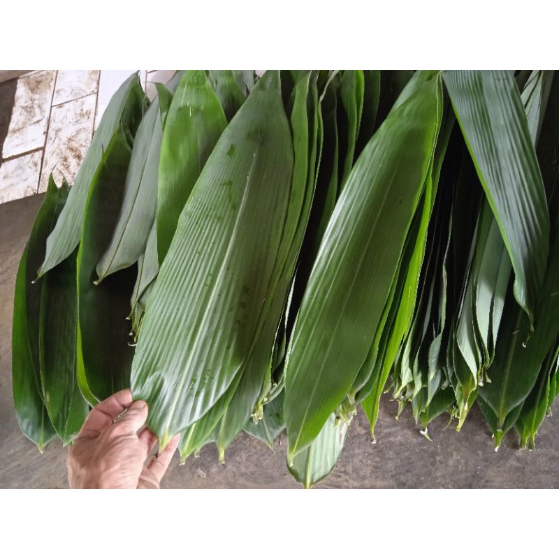 Jual Daun Bambu Segar Pembungkus Bacang 100 Lembar Shopee Indonesia