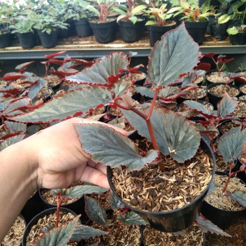 Jual Tanaman Hias Begonia Merah Shopee Indonesia