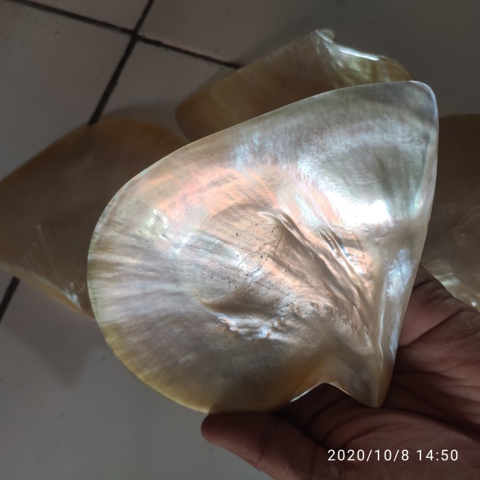 Jual Cangkang Kerang Mutiara Cangkang Kelomang Cangkang Hias Kulit