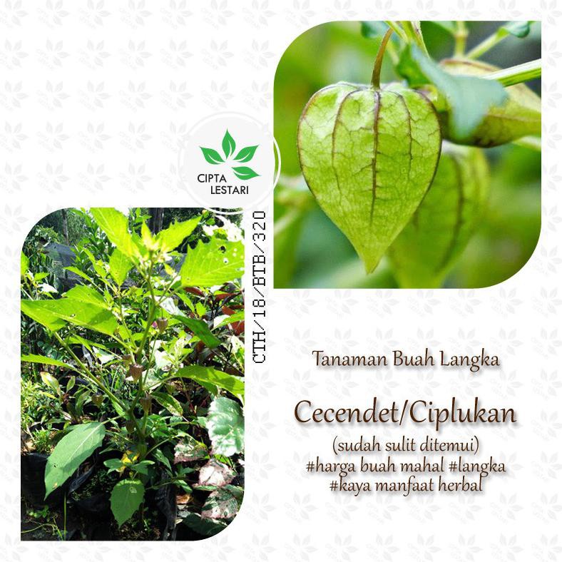 Jual Bibit Buah Ciplukan Tanaman Buah Cecendet Tanaman Ciplukan Pohon