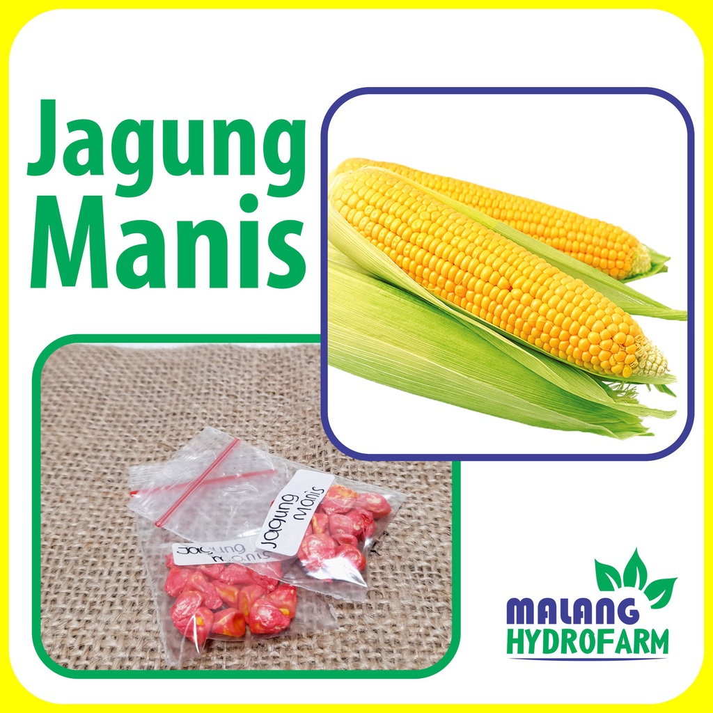 Jual Benih Jagung Manis Unggulan Berkualitas Biji Bibit Hydroponik