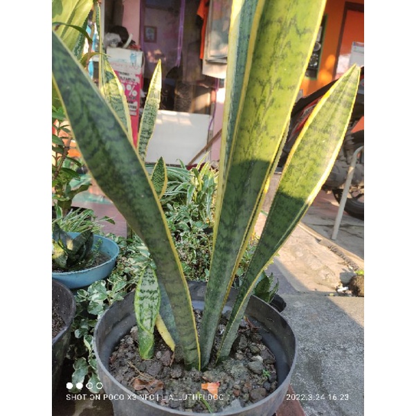 Jual Bunga Lidah Mertua Bunga Sansevieria Shopee Indonesia