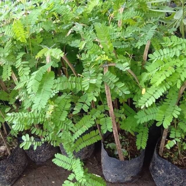 Jual Tanaman Hias Daun Saga Pohon Herbal Tanaman Herbal Daun Saga