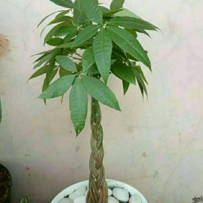 Jual Tanaman Pacira Kepang 9 Pohon Karet Pacira Pathcira Money Tree