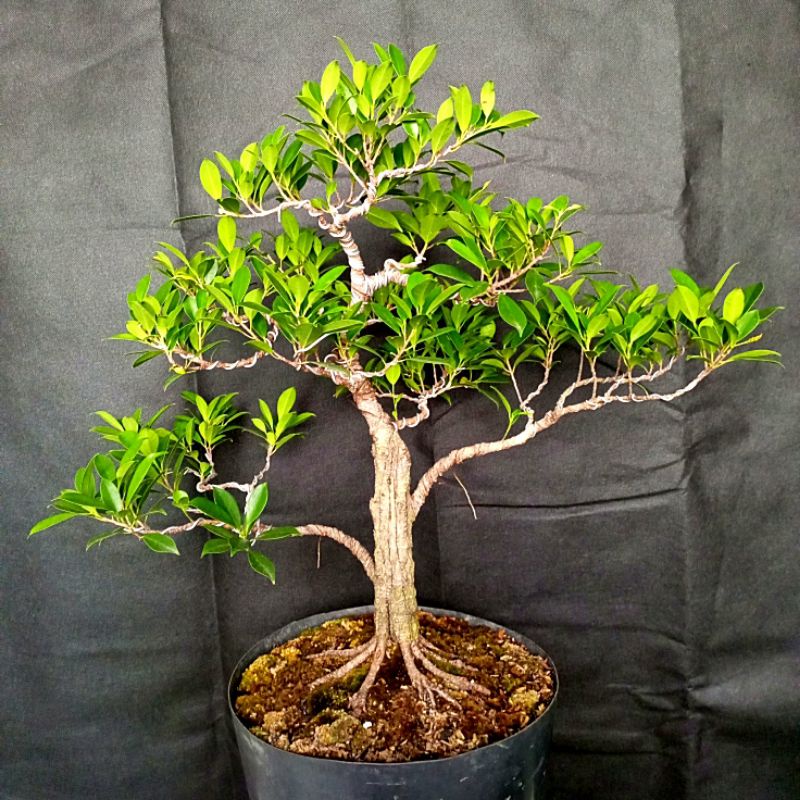 Jual Bahan Bonsai Kimeng Beringin Kimeng Tanaman Hias Bonsai Ficus