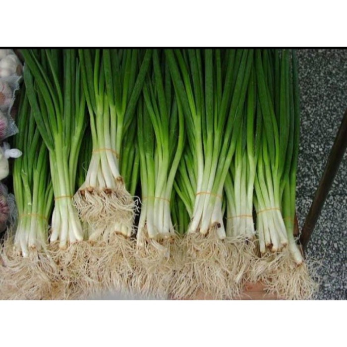 Jual Pohon Daun Bawang Per Ikat Tanaman Produktif Shopee Indonesia