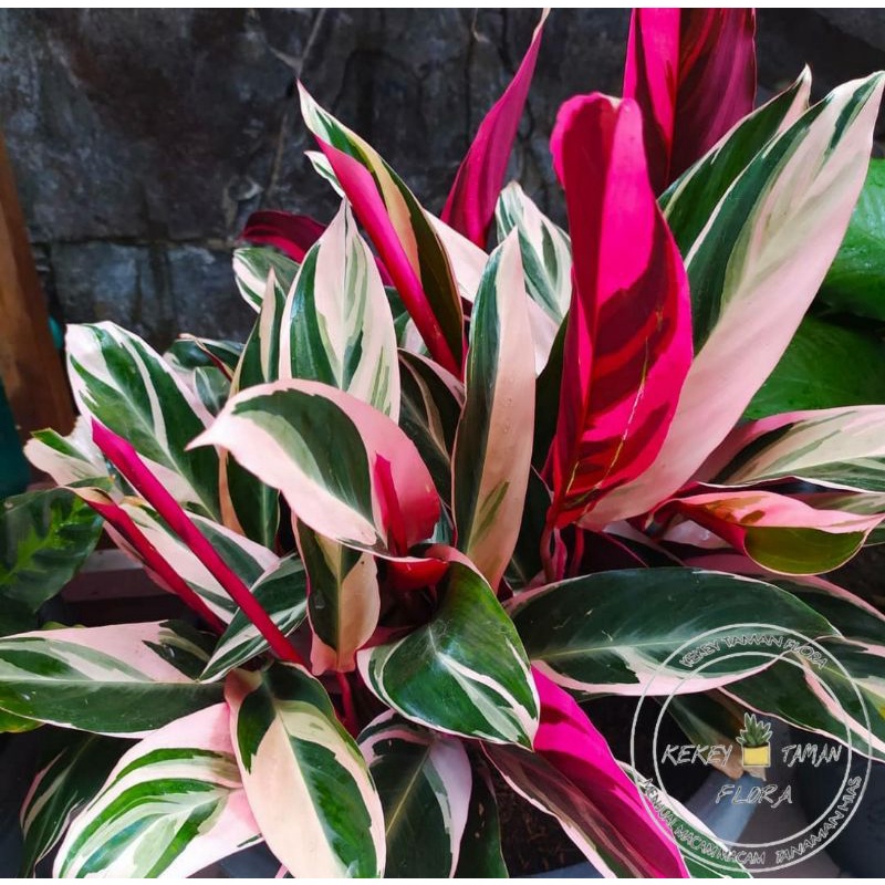 Jual Tanaman Hias Calathea Multicolour Calathea Meranti Bali Bunga