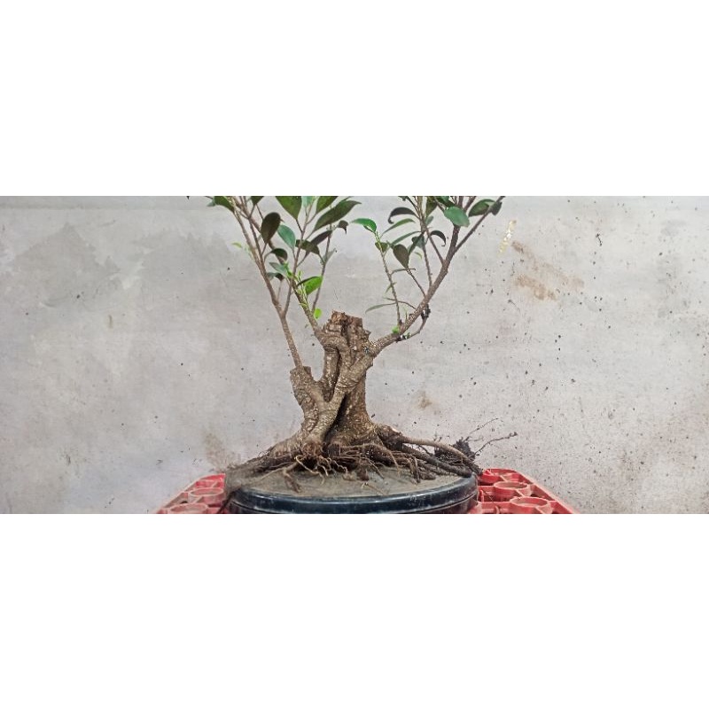 Jual Ficus Microcarpa Kimeng Realpick Shopee Indonesia