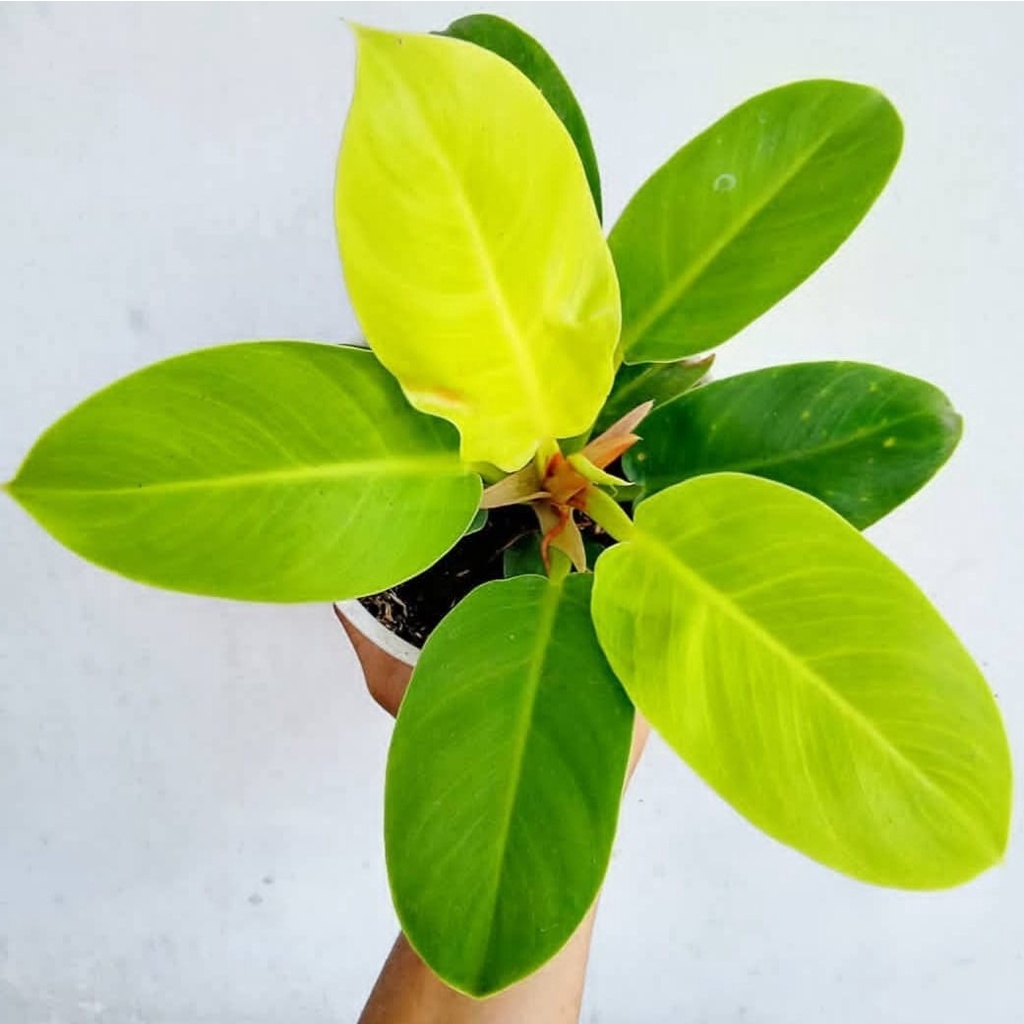 Jual Philodendron Moonlight Bunga Philo Moonlight Tanaman Hias