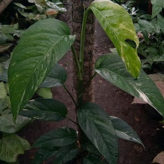 Jual Tanaman Hias Indoor Epipremnum Pinnatum Variegata Monstera Ekor