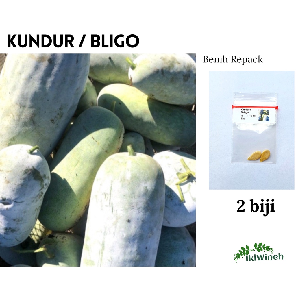 Jual B 36 Benih KUNDUR BELIGO BLIGO Repack Isi 2 Biji Shopee