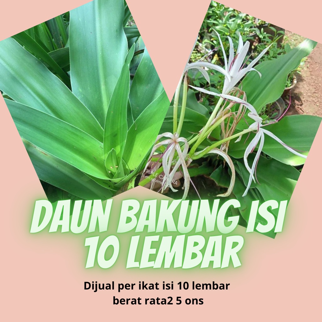 Jual Daun Bakung Herbal Patah Tulang Isi 10 Lembar Shopee Indonesia