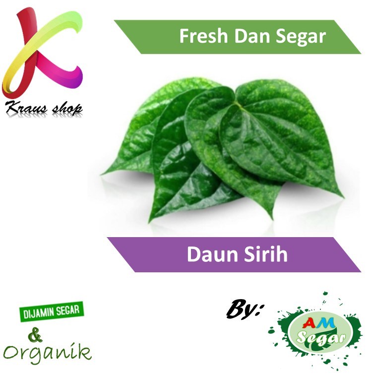 Jual Daun Sirih Segar Ready Stok Daun Sirih Segar ORGANIK Daun Sirih