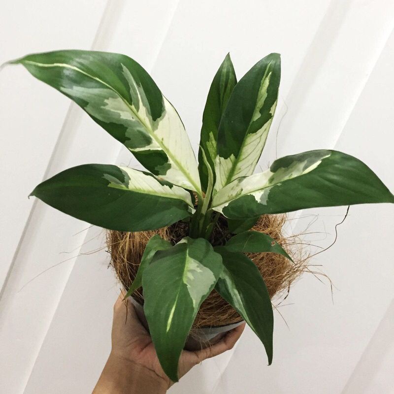 Jual BIBIT Tanaman Hias Peace Lily Variegata Tanaman Spatuphillum