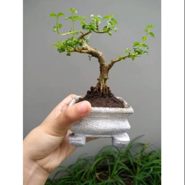 Jual Bahan Bonsai Sancang Mame Phemna Microphilla Shopee Indonesia