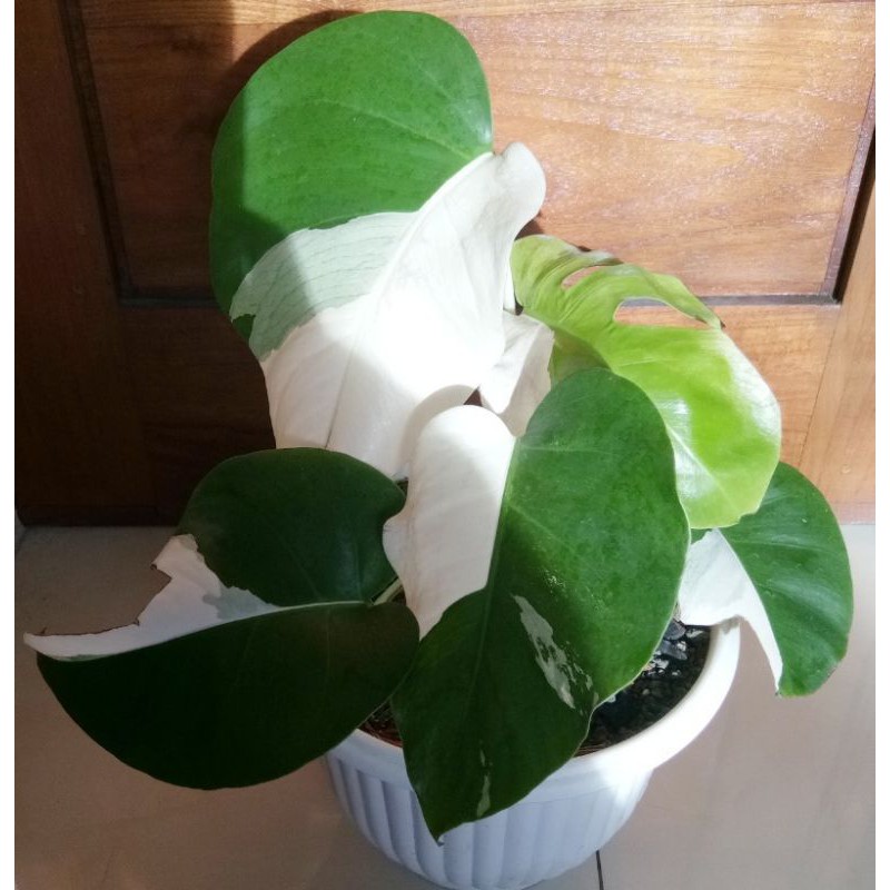 Jual Monstera Albino Shopee Indonesia