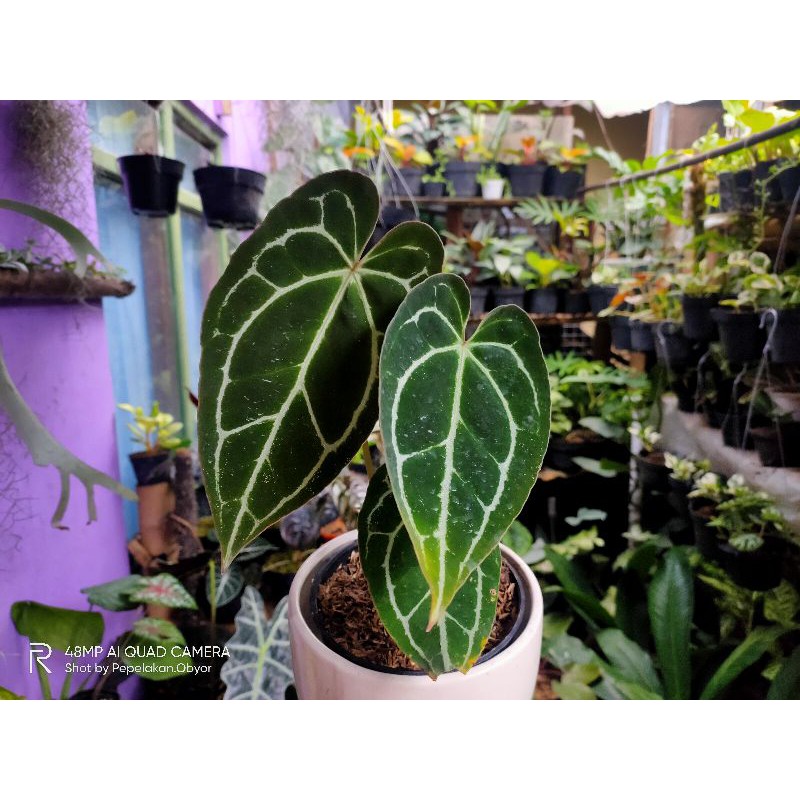 Jual Anthurium Lidah Gajah Warrocqueanum X Crystalinum Hybrid Shopee