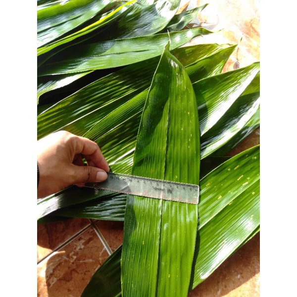 Jual Daun Bambu Bungkus Bakcang Isi 100 Lembar Shopee Indonesia