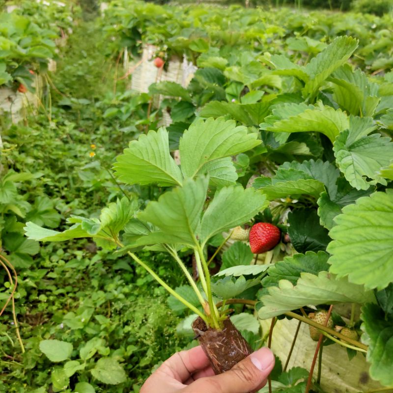 Jual Bibit Strawberry Mencir Berkualitas Shopee Indonesia