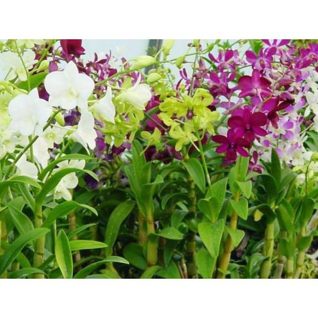 Jual Anggrek Dendrobium Dendrobium Orchid Tanaman Hias Bunga