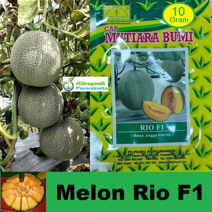 Jual Cap Mutiara Bumi Melon Rio F Hibrida Daging Warna Jingga Gram