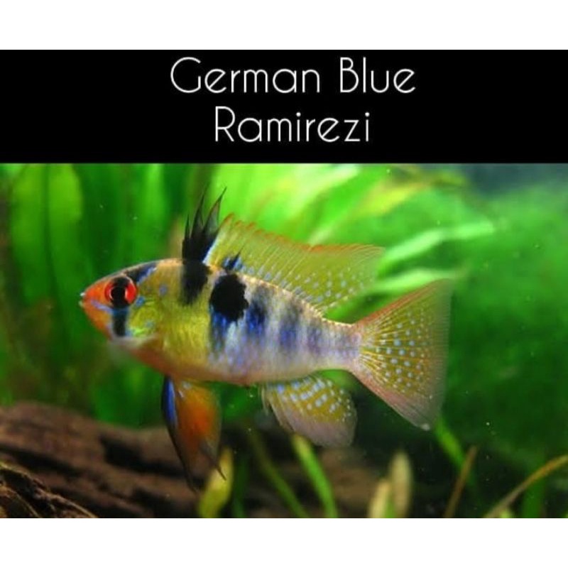 Jual Ikan Hias German Blue Ramirezi Ekor Indonesia Shopee Indonesia