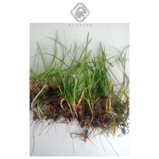 Jual Umbi Rumput Teki Segar Cyperus Rotundus Shopee Indonesia