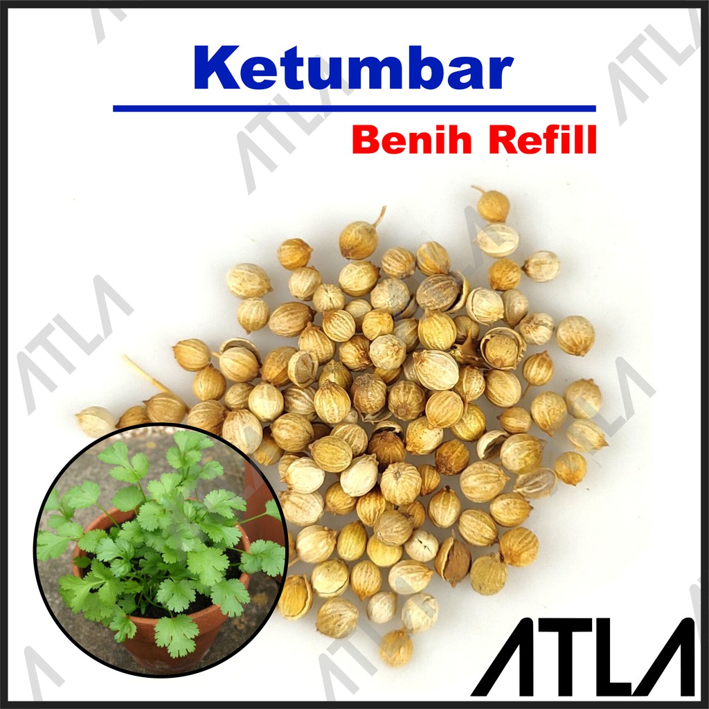 Jual Benih Daun Ketumbar Biji Bibit Tanaman Sayur Sayuran Refill