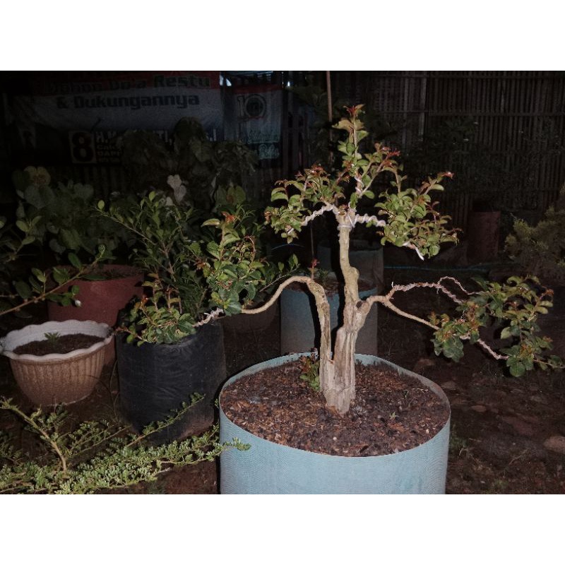 Jual Bahan Bonsai Sakura Lokal Shopee Indonesia