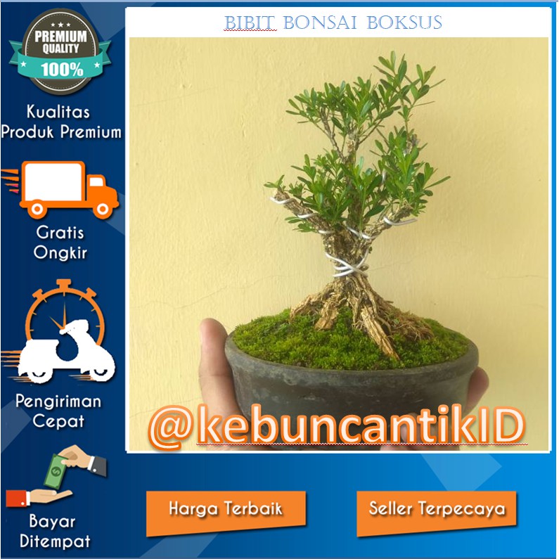 Jual READI DAN ASLI BIBIT TANAMAN HIAS BUNGA BOXUS BAHAN BONSAI