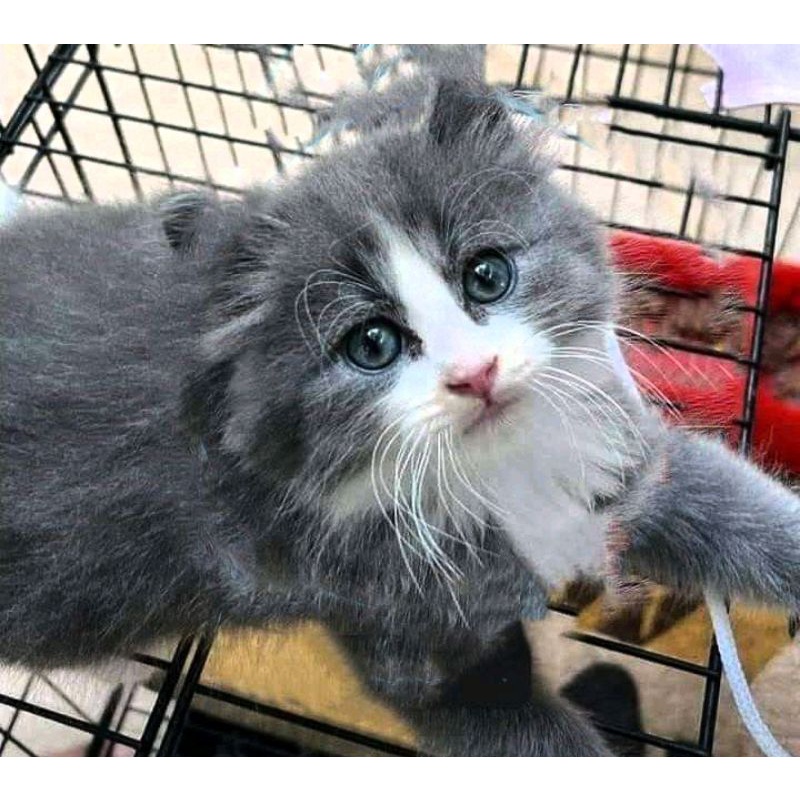 Jual Kucing Bulu Abu Putih Blue Van Kitten Persia Medium Anggora