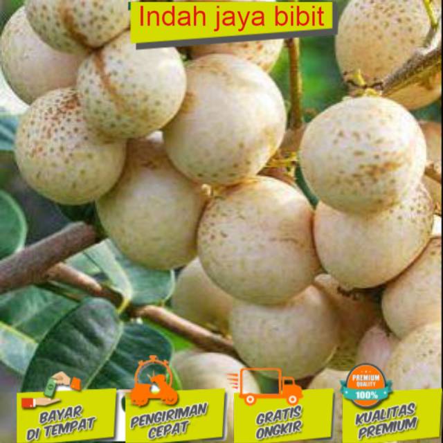 Jual Bibit Kelengkeng Matalada Bisacod Shopee Indonesia