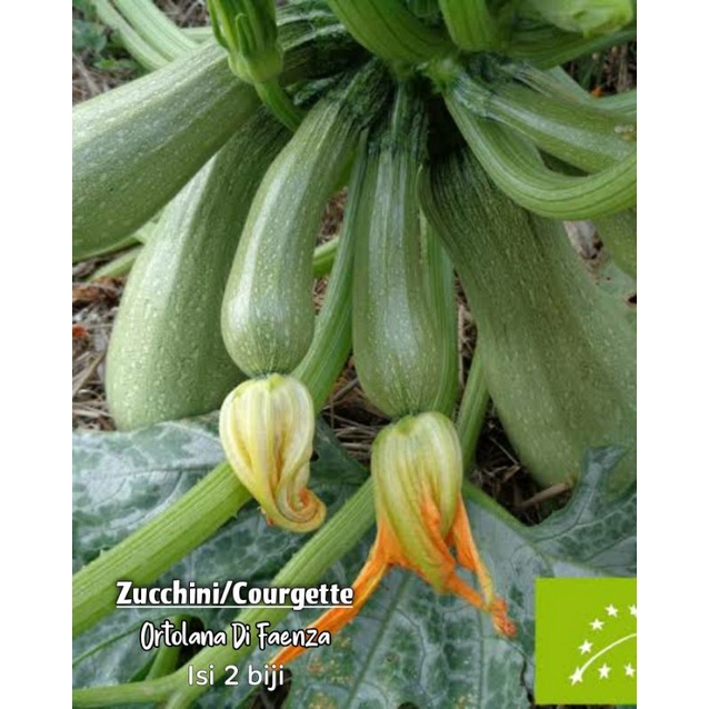 Jual Zucchini Courgette Summer Squash Ortolana Di Faenza Benih Shopee