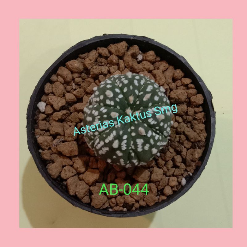 Jual Kaktus Astro Astrophytum Superkabuto Cantik Unik AB 044