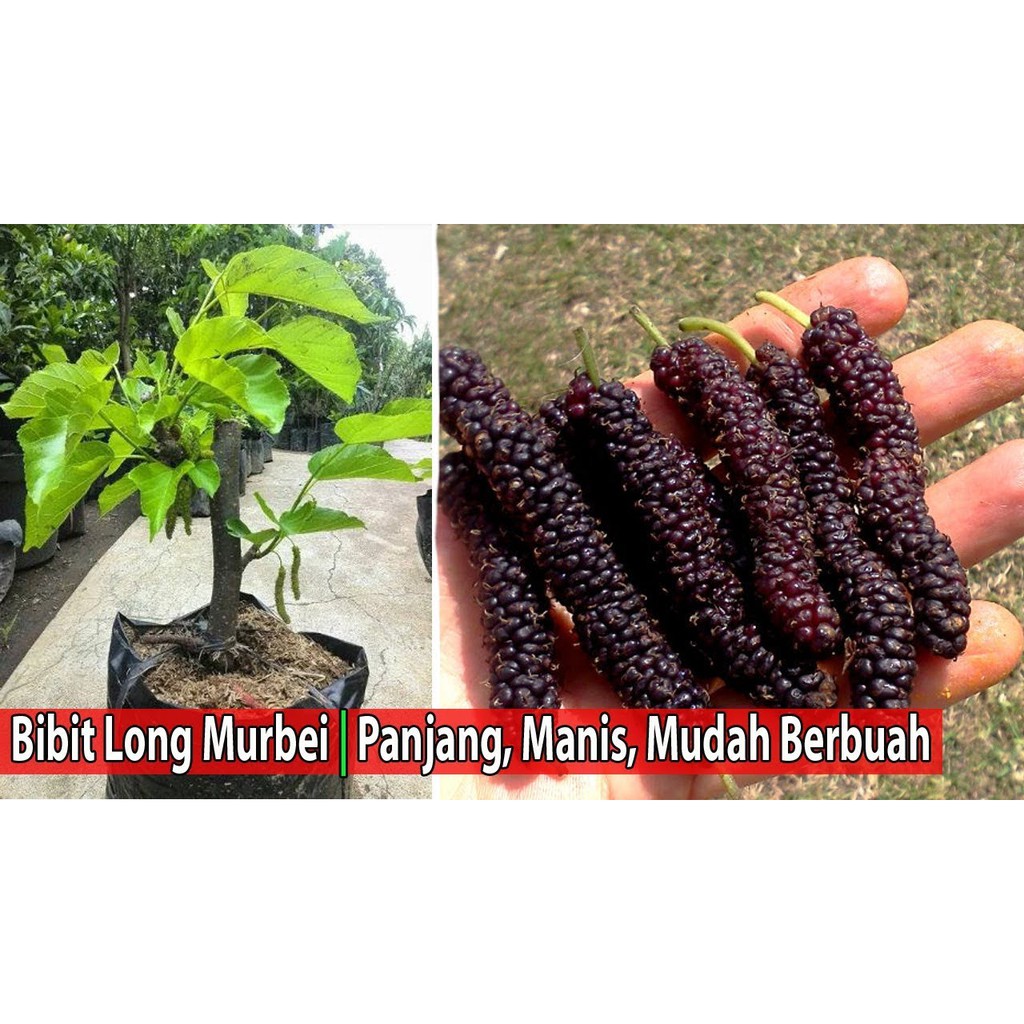 Jual Bibit Long Murbei Benih Pohon Tanaman Buah Okulasi Super Bisa