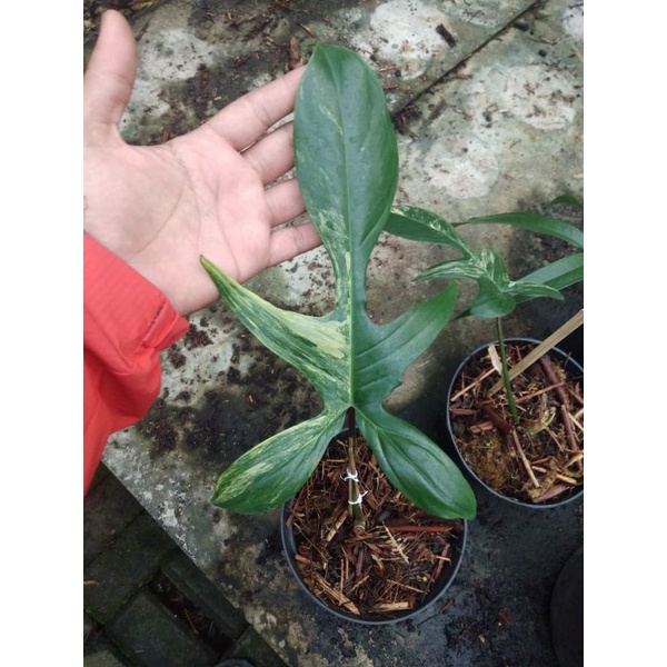 Jual Philodendron Florida Beauty Variegata Flobe Ekonomis Shopee